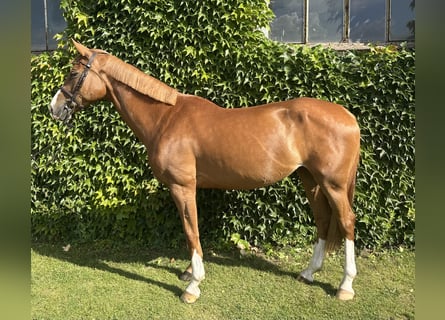 Duits sportpaard, Merrie, 13 Jaar, 169 cm, Vos