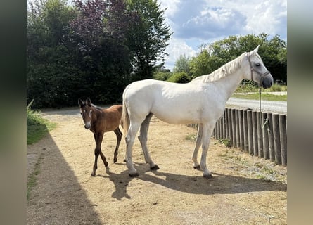 Duits sportpaard, Merrie, 13 Jaar, 174 cm, Schimmel