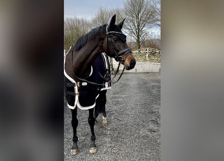 Duits sportpaard, Merrie, 14 Jaar, 168 cm, Donkerbruin