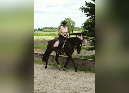 Duits sportpaard, Merrie, 15 Jaar, 162 cm, Bruin