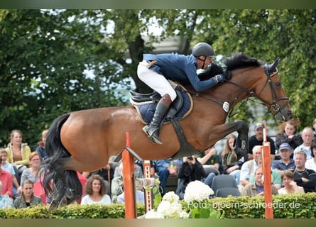 Duits sportpaard, Merrie, 17 Jaar, 169 cm, Donkerbruin