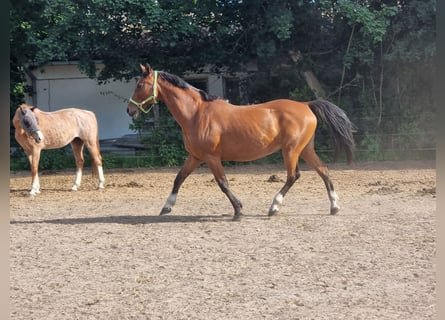 Duits sportpaard, Merrie, 19 Jaar, 165 cm, Brauner