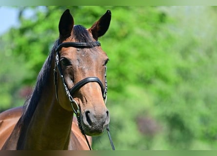 Duits sportpaard, Merrie, 19 Jaar, 168 cm, Bruin