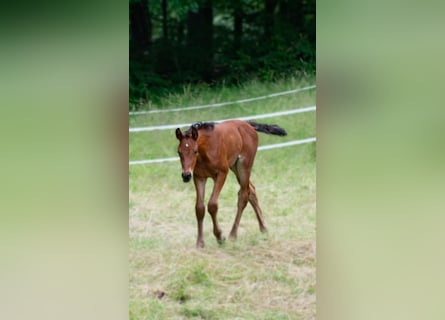 Duits sportpaard Mix, Merrie, 1 Jaar, 158 cm, Bruin