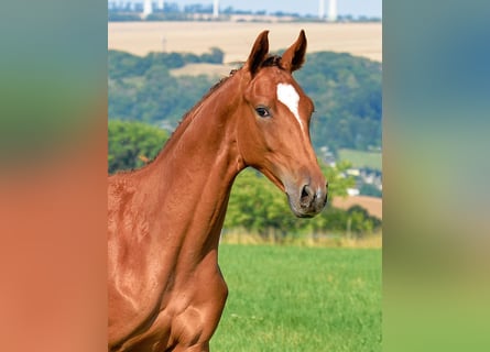 Duits sportpaard, Merrie, 1 Jaar, 170 cm, Donkere-vos