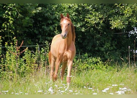 Duits sportpaard, Merrie, 1 Jaar, 172 cm, Donkere-vos