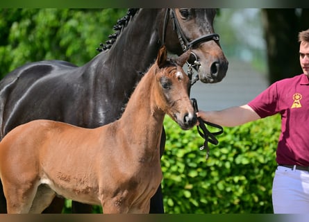 Duits sportpaard, Merrie, 1 Jaar, Bruin