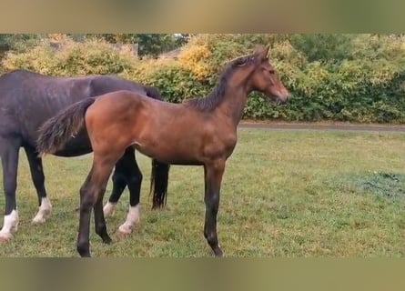 Duits sportpaard, Merrie, 1 Jaar, Bruin