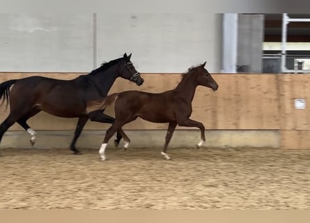 Duits sportpaard, Merrie, 1 Jaar, Donkere-vos