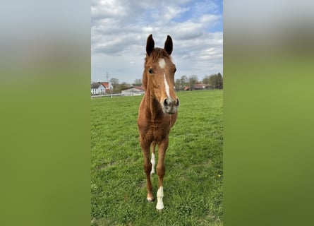 Duits sportpaard, Merrie, 1 Jaar, Vos