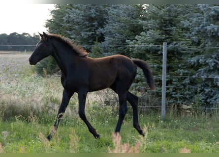 Duits sportpaard, Merrie, 1 Jaar, Zwart