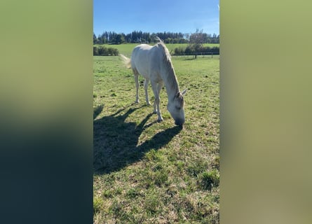 Duits sportpaard, Merrie, 2 Jaar, 155 cm, Schimmel