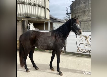 Duits sportpaard, Merrie, 2 Jaar, 158 cm, Bruin