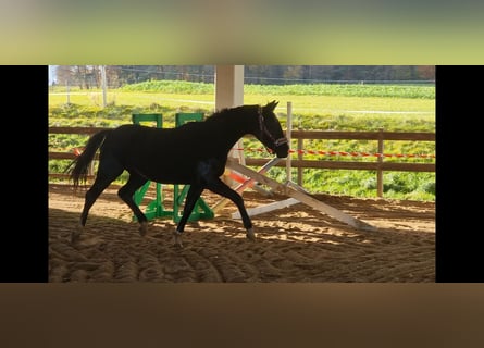 Duits sportpaard, Merrie, 2 Jaar, 160 cm, Zwart