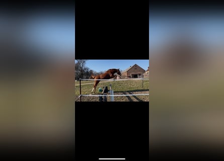 Duits sportpaard, Merrie, 2 Jaar, 162 cm, Vos