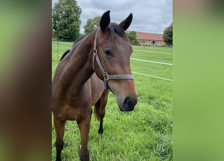 Duits sportpaard, Merrie, 2 Jaar, 165 cm, Bruin