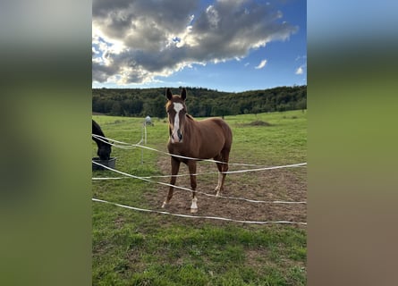 Deutsches Sportpferd, Stute, 2 Jahre, 165 cm, Fuchs