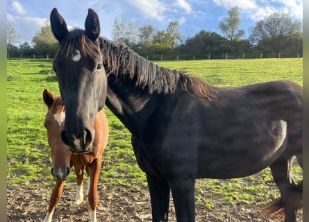 Duits sportpaard, Merrie, 2 Jaar, 166 cm, Zwart