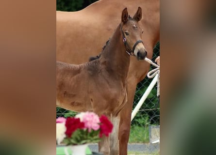 Duits sportpaard, Merrie, 2 Jaar, 174 cm, Donkerbruin