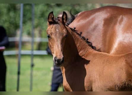 Duits sportpaard, Merrie, 2 Jaar, 175 cm, Bruin