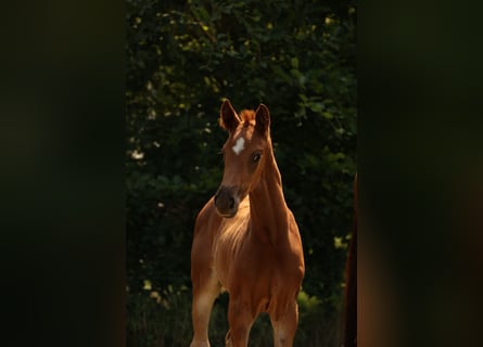 Duits sportpaard, Merrie, 2 Jaar, Donkere-vos