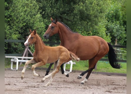 Duits sportpaard, Merrie, 2 Jaar, Vos