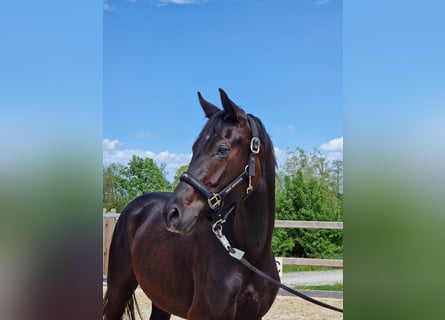 Duits sportpaard, Merrie, 2 Jaar, Zwartbruin