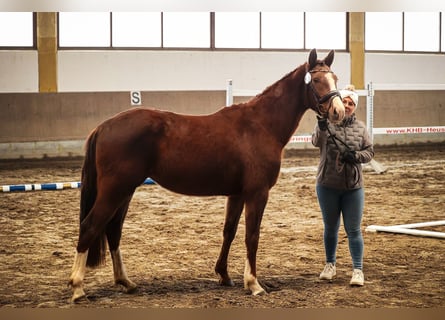 Duits sportpaard, Merrie, 3 Jaar, 157 cm, Donkere-vos