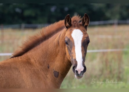 Deutsches Sportpferd, Stute, 3 Jahre, 157 cm, Dunkelfuchs