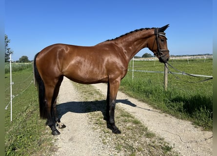 Duits sportpaard, Merrie, 3 Jaar, 161 cm, Bruin