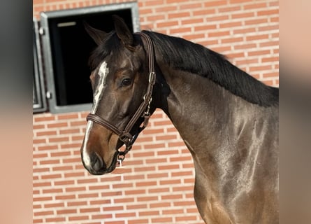 Duits sportpaard, Merrie, 3 Jaar, 162 cm, Bruin