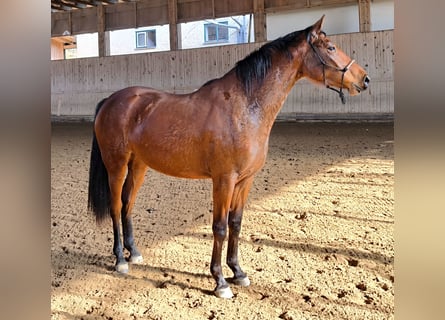 Duits sportpaard, Merrie, 3 Jaar, 163 cm, Bruin