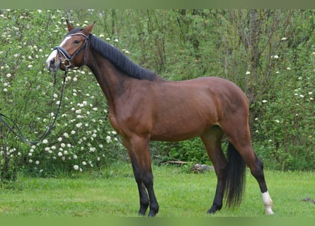 Duits sportpaard, Merrie, 3 Jaar, 163 cm, Bruin