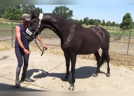 Duits sportpaard, Merrie, 3 Jaar, 165 cm, Zwart
