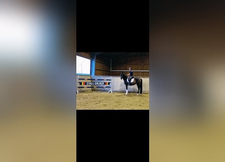Duits sportpaard, Merrie, 3 Jaar, 166 cm, Bruin