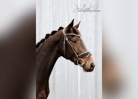 Duits sportpaard, Merrie, 3 Jaar, 166 cm, Zwartbruin