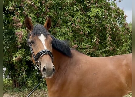 Duits sportpaard, Merrie, 3 Jaar, 167 cm, Bruin