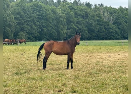 Duits sportpaard, Merrie, 3 Jaar, 167 cm, Bruin