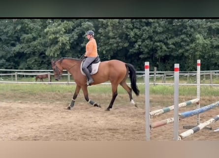 Duits sportpaard, Merrie, 3 Jaar, 168 cm, Bruin