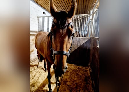 Duits sportpaard, Merrie, 3 Jaar, 168 cm, Bruin
