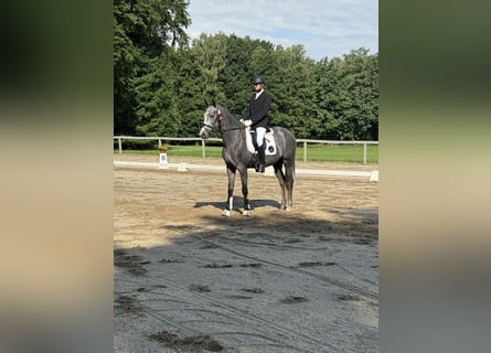 Duits sportpaard, Merrie, 3 Jaar, 168 cm, Schimmel