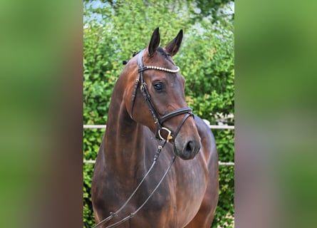 Duits sportpaard, Merrie, 4 Jaar, 162 cm, Bruin