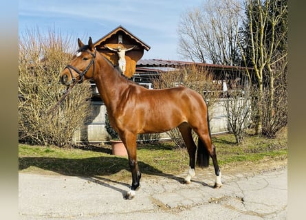 Duits sportpaard, Merrie, 4 Jaar, 163 cm, Bruin