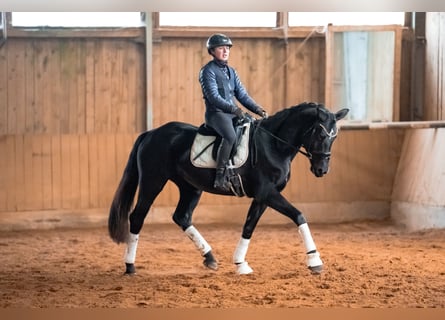 Duits sportpaard, Merrie, 4 Jaar, 164 cm, Zwart