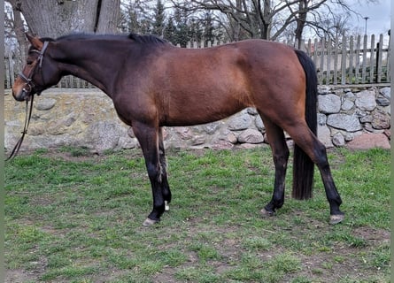 Duits sportpaard, Merrie, 4 Jaar, 165 cm, Bruin