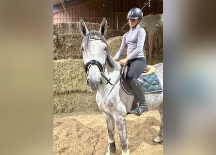 Duits sportpaard, Merrie, 4 Jaar, 166 cm, Appelschimmel