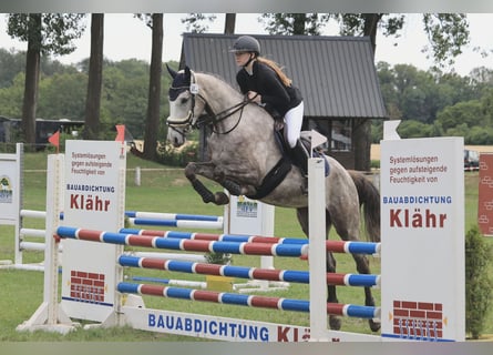 Duits sportpaard, Merrie, 4 Jaar, 166 cm, Appelschimmel