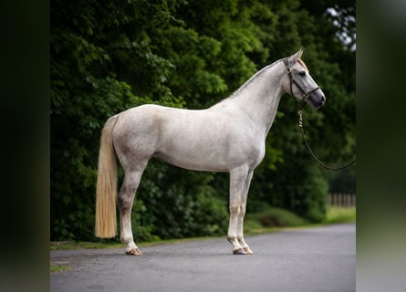 Duits sportpaard, Merrie, 4 Jaar, 166 cm, Schimmel