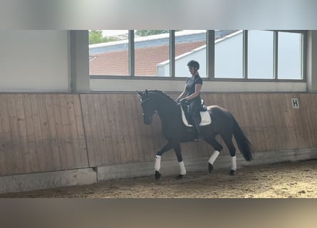 Duits sportpaard, Merrie, 4 Jaar, 166 cm, Zwart