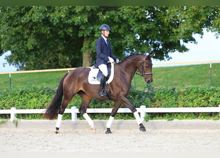 Duits sportpaard, Merrie, 4 Jaar, 167 cm, Donkerbruin